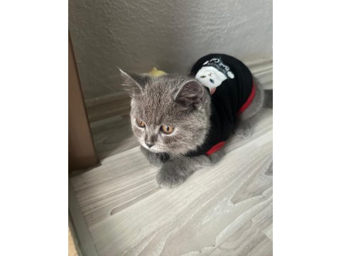 Tekoşuma yuva