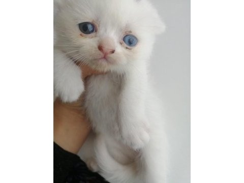 Scottish fold ailelerinizin neşeleri renkli gözler