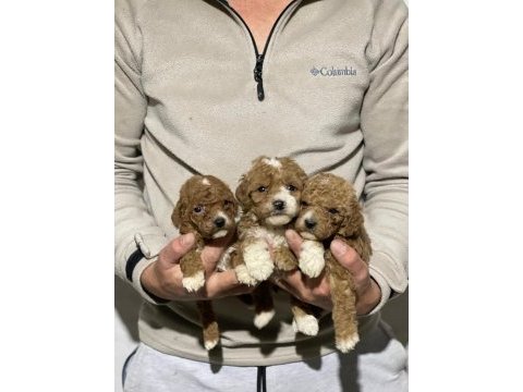 Orjinal maltipoo yavrularımız için geç kalmayın