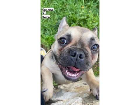 10 aylık dişi french bulldog