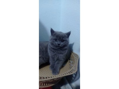 Bristh shorthair ve scotih fold yavrularimiz