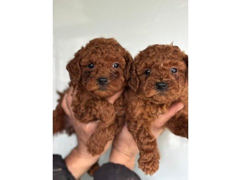 Ufacık toy poodle yavrularım