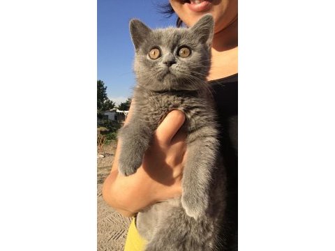 Safkan kül rengi bebek british shorthair