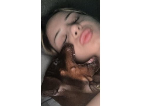 Safkan kızıl yavru doberman