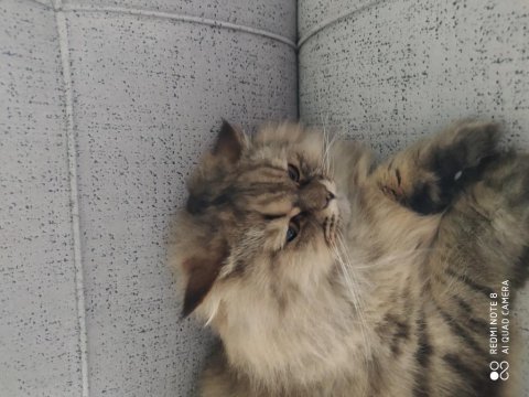 Ücretsiz chinchilla kedisi