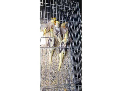 Konuşan ve konuşmayan sultan papağanı yavruları