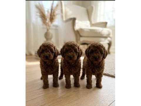 Baby face poodle yavrular