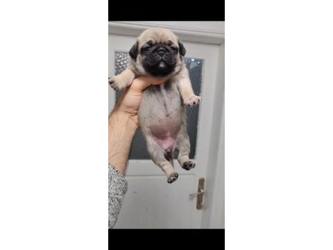 Kalite pug yavrumuz 1 haftaya hazır