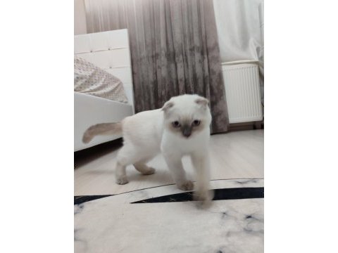 Veteriner kontrollü aşısı tam