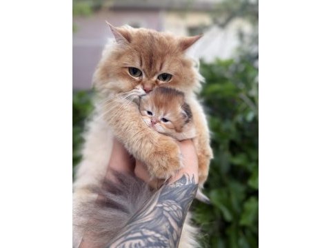 British longhair bebekler