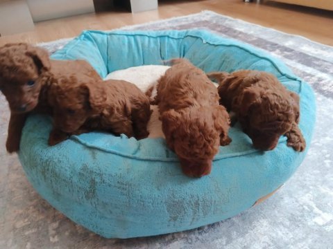 Korea kan ırk garantili toy poodle red brown yavru