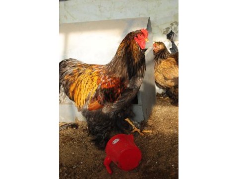 Gold laced brahma kuluçkalık yumurta & civciv