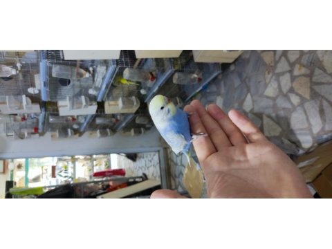 Üretimhaneden muhabbet kuşu yavruları