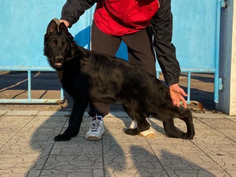 Orjinal showline alman kurdu fci şecereli