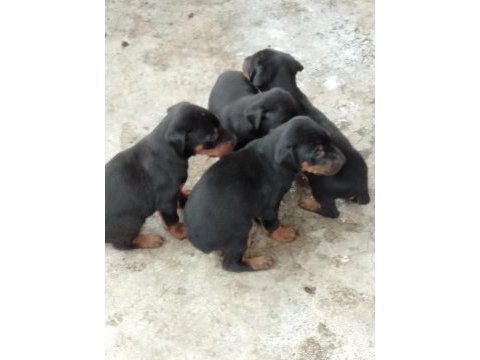 A kalite king doberman