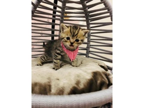 British shorthair yavru kedilerimiz yeni evlerini arıyorlar