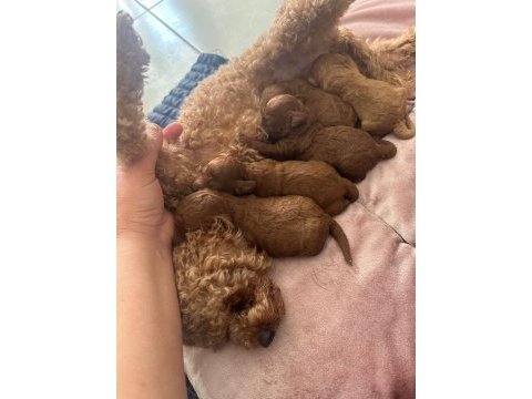Yavru toy poodle