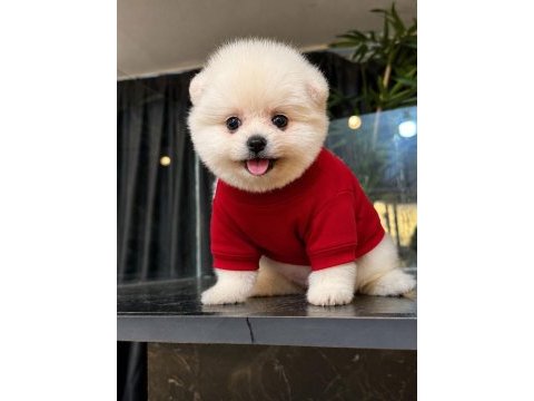 Irk ve sağlık garantili pomeranian boo bebekler