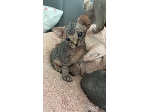 Çok tatlı sfenks yavruları