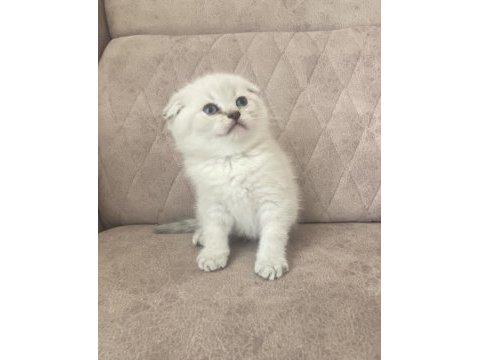 Birbirinden güzel scottish fold bebeklerim