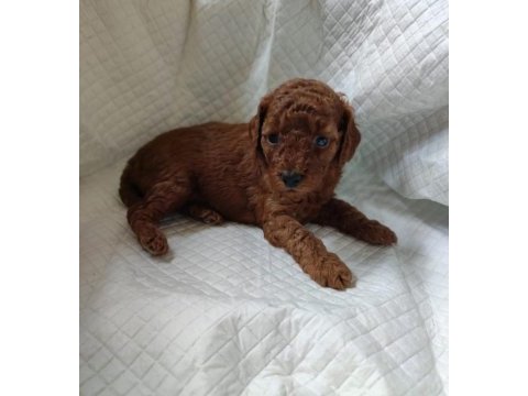 Özel toy poodle yavrular 