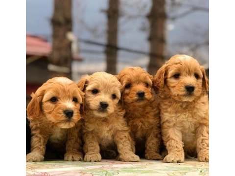 Sevimli maltipoo yavrular