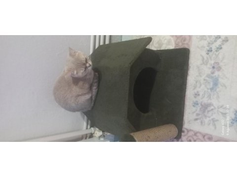 Sahiplendirilecektir british shorthair