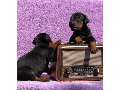 Secereli doberman yavrularımız 