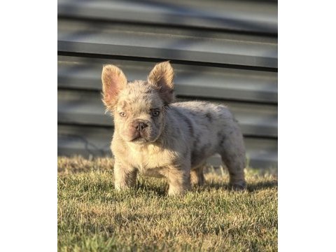 Fluffy new shade isabella merle french bulldog
