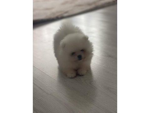 Aynı surat orjinal pomeranian boo