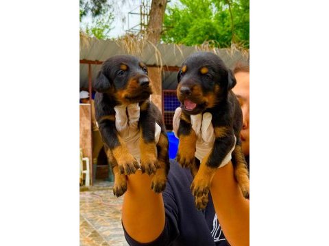 Doberman yavrularımız