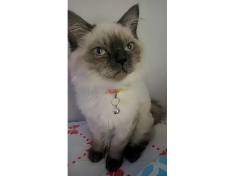 Ücretsiz scottish blue point kedi sahiplendirme