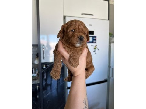 F3 maltipoo yavrular