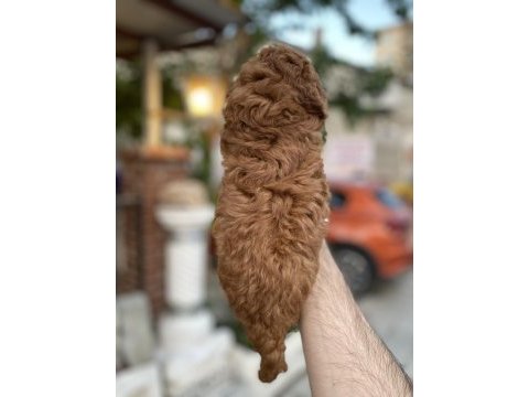 Toy poodle red brown yavrumuz uygun sahiplendirilecektir