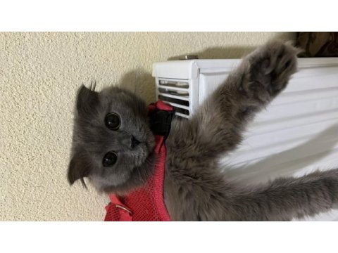 Ücretsiz cins british longhair