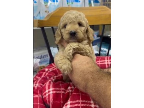 Maltipoo yavrularımız ırk ve sağlık garantili