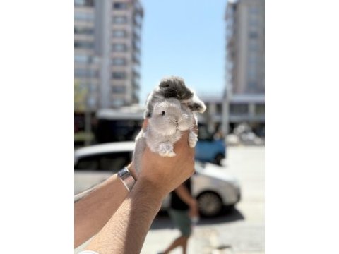 Orjinal garantili bebek cüceler
