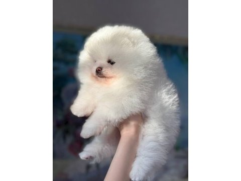 Boo bear face teddy yavrularımız