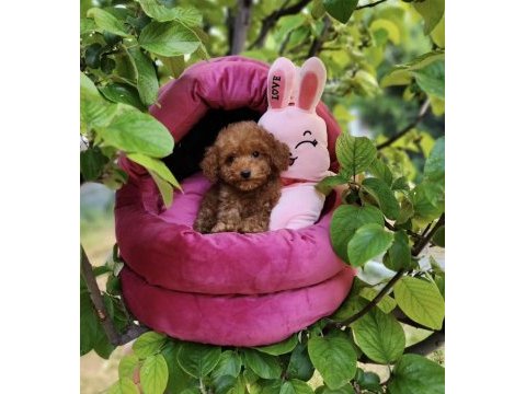 Toypoodle yavrularımız 