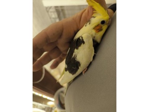 Sultan yavruları 2 aylik sarı siyah beyaz parçalı