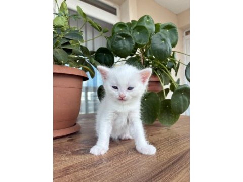 10 kediye yuva arıyoruz
