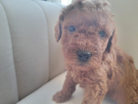Orjinal toy poodle yavrularımız