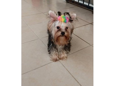Mükemmel baby face yorkshire terrier erkek