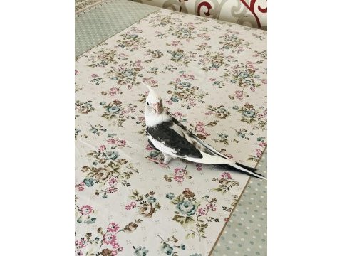 Uysal çok sağlıklı erkek sultan papağanı