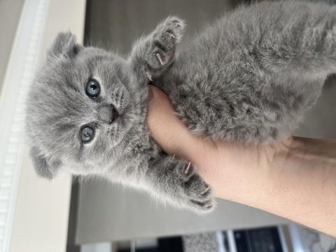 2 aylık scottish fold bebekler