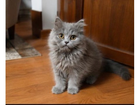 British longhair blue