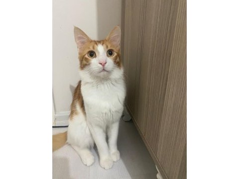 Sarman kedi ilanı