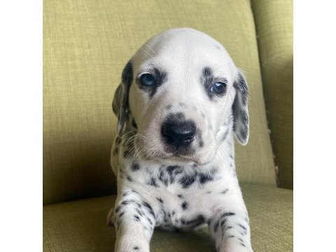 Anne altından dalmaçyalı (dalmatian) yavrular