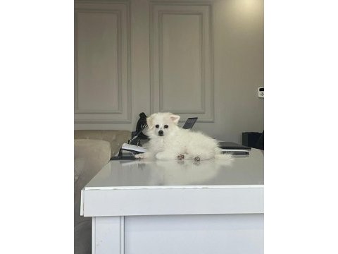 Dişi 1 yaşında sahiplendirilecek pomeranian