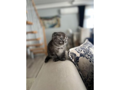 Yavru scottish fold